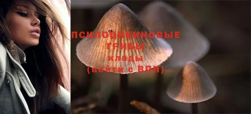 Галлюциногенные грибы Psilocybine cubensis  Верхняя Салда 