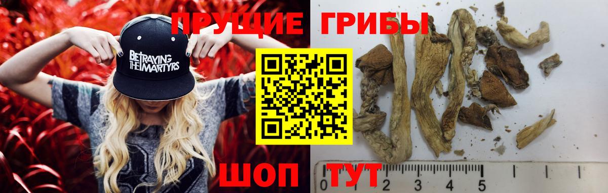 Галлюциногенные грибы Psilocybe Верхняя Салда